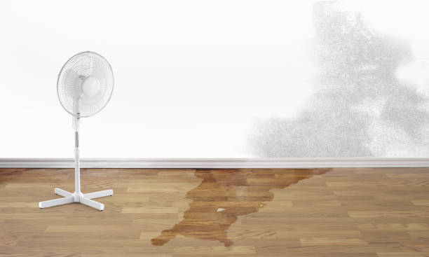 Best Water damage restoration experts  in Safford, AZ