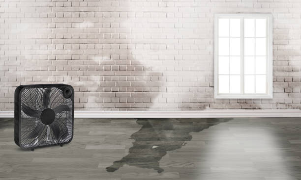 Best Local water damage restoration  in Safford, AZ
